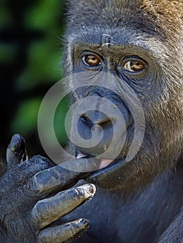 Portrait of a young female Western Lowland Gorilla