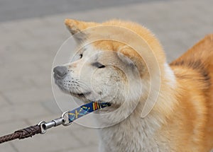 Close-up portrait of young and fluffy Akita inu dog that draw the leash