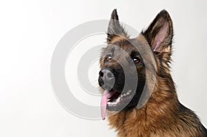 Close up Portrait of a Young German Shepherd Dog . Two Years Old Pet.