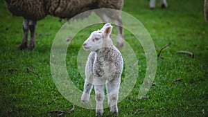 Close up portrait of a young lamb in a grass field.