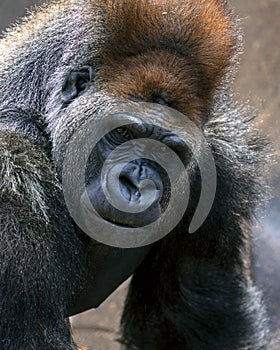 Close up portrait of a young male gorilla making eye contact