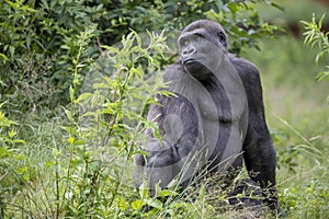 Close up portrait of young male Western Lowland Gorilla