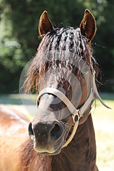 Close-up portrait of a young morgan breed stallion portrait in the paddock on a clear sunny day