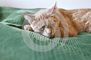 Close up portrait of young orange ginger striped cat sleeps on the bed over a green blanket. Beautiful funny kitten.