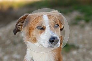 Close up portrait of young reddish brown and white mongrel dog