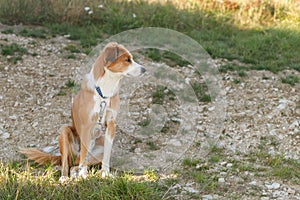 Close up portrait of young reddish brown and white mongrel dog