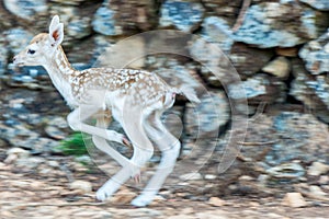 Close-up portrait of young sika deer