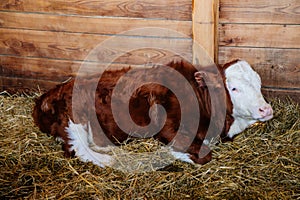 Close up portrait of young small alpine brown white spotted milk healthy cow lies on straw at the farm, background of wall of