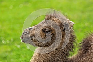 Close up portrait of a young two-humped camel
