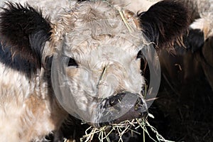 Close up and portrait of a young white angus cow looking at the camera with his mouth full of hay