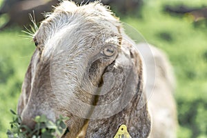 Close-up portrait of a young white goat looking at the camera and eating grass. Front view. Anglo-Nubian breed of domestic goat