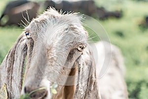 Close-up portrait of a young white goat looking at the camera. Front view. Anglo-Nubian breed of domestic goat