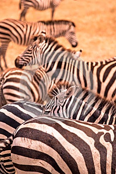 Close up portrait from a zebra in herd of zebras with pattern of black and white stripes. Wildlife scene from nature in savannah,