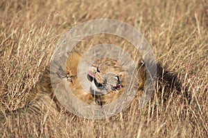 Close up portraits of heads of two Elawana or Sand River male lion, Panthera leo, brothers grooming each others faces