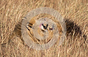 Close up portraits of heads of two Elawana or Sand River male lion, Panthera leo, brothers grooming each others faces