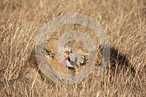 Close up portraits of heads of two Elawana or Sand River male lion, Panthera leo, brothers grooming each other