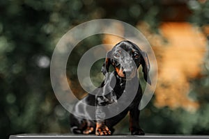 Close up portrate of black dachshund