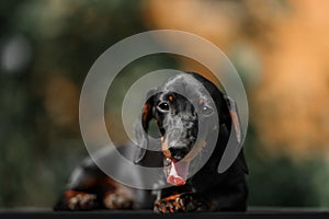 Close up portrate of black dachshund