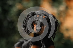 Close up portrate of black longhear dachshund