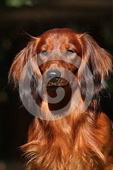 Close up portrate of red Dachshund