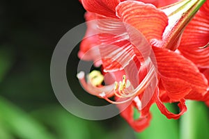 Close up in Portuguese gardens flowers Red LÃ­rio Star Gazer.