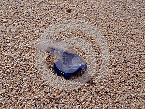 Close up of Portuguese Man O War on the beach