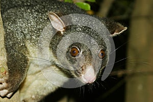 Close up of Possum