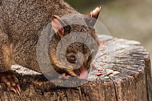 Close up of Possume in a tree, New Zealand