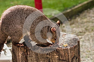 Close up of Possume in a tree, South island, New Zealand