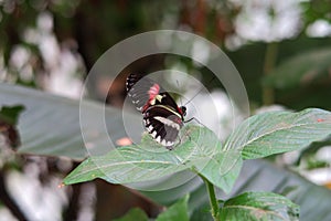 Close up of the postman butterfly also known as Heliconius Melpomene