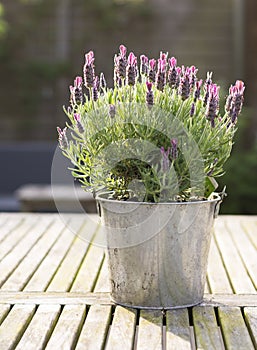 Close-up of a pot filled with Lavandula on a wooden table with blurry background