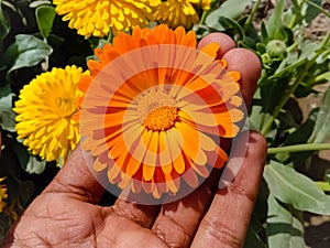 Close up of Pot Marigold flower.Pot Marigold flower.Marigold Flower.Mexicane Marigold flower.Beauti Door Marigold flower.