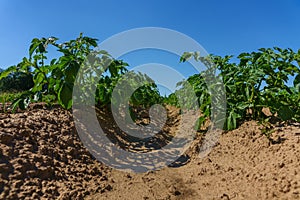 Close up of a potato field in sunlight with rows of green plants