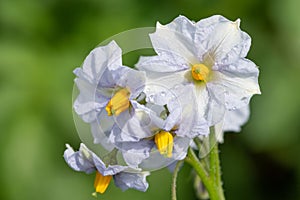 Potato flowers