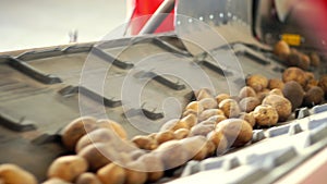 Close-up, Potatoes move on special conveyor machinery belt . potato harvesting, crop