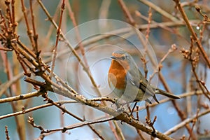 Close-up potrait of a songbird Robin with shining eye, sitting on a twig in a bushes