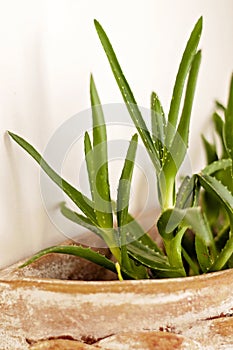 Close-up of a potted aloe vera plant in a terra cotta planter on a white wall. Houseplant in a ceramic flowerpot next to a white