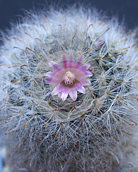 Close-up of potted cactus blooming pink flower