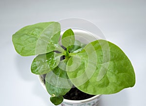 Small plant of Malabar Spinach