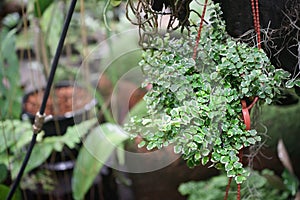 Close up of potted plants of creeping fig Ficus Pumila with small green and white leaves. Ficus Pumilia growth in hanging flower photo