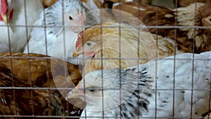 Close up poultry in cage in henhouse.