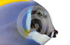 Close-up of a Powder blue tang profile, Acanthurus leucosternon