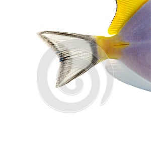 Close-up of a Powder blue tang's caudal fin photo