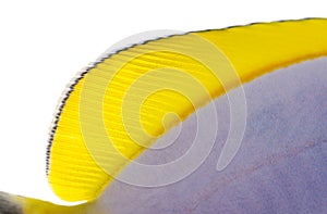 Close-up of a Powder blue tang's dorsal fin