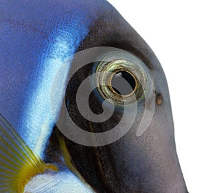 Close-up of a Powder blue tang's head, Acanthurus leucosternon