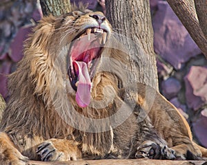 Close-up- A powerful male lion with a lush mane growls wide opening a huge predatory red mouth