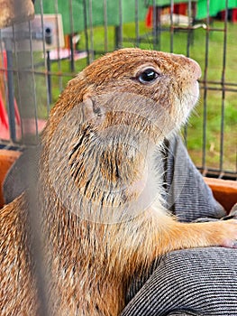 Close up of a prairie dog