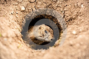 Close up Prairie Dog peeking out of burrow hole in Badlands National Park, South Dakota, small rodent on guard looking out for