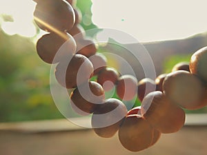 Close up prayer beads under sunlight