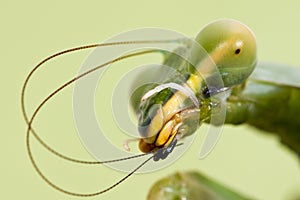 Close-up of praying mantis